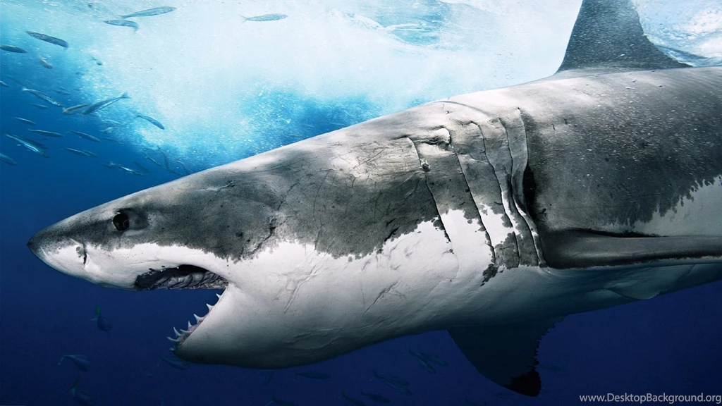 Shark Full HD Wallpapers / 1920x1080