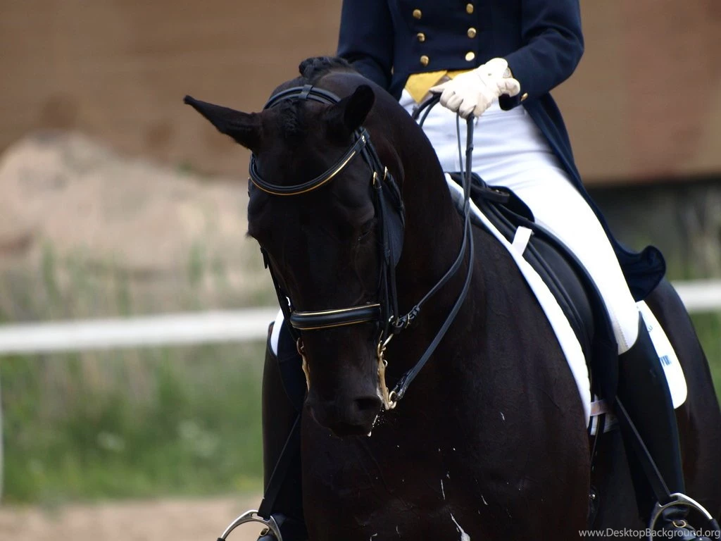 Horse Dressage Wallpaper Images