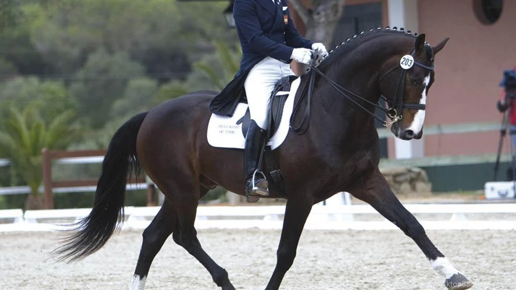 Dressage Wallpapers (