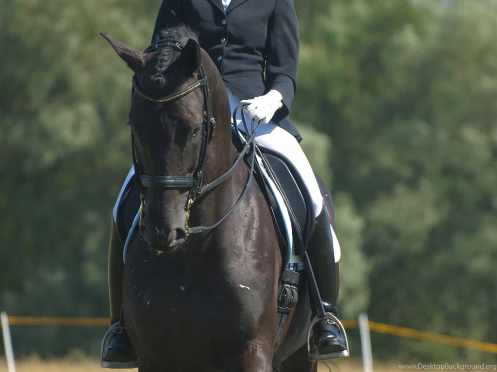 Fonds D'écran Dressage : Tous Les Wallpapers Dressage