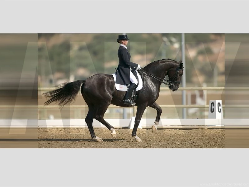 Horsecaptain's Weblog