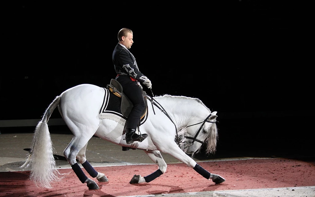 Horses: Lippizan Performance Horses White Austria Vienna Dressage ...