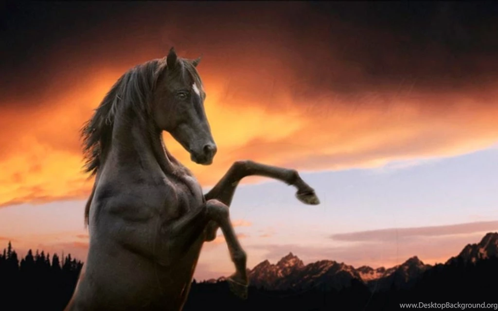 Download Wallpapers, Download 1680x1050 Animals Horses Vision Of ...