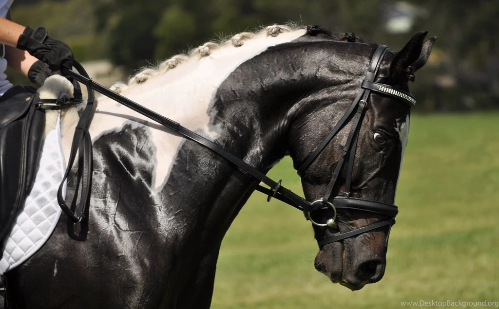 Browband DeviantArt