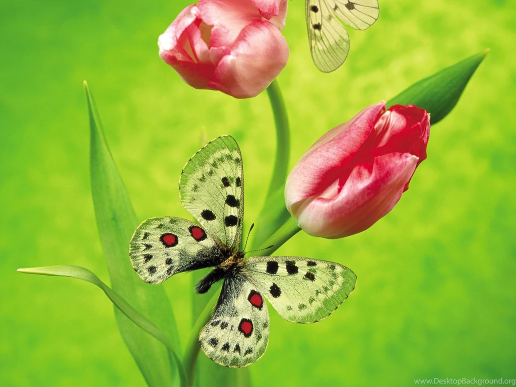 Tulips & Butterfly Wallpapers