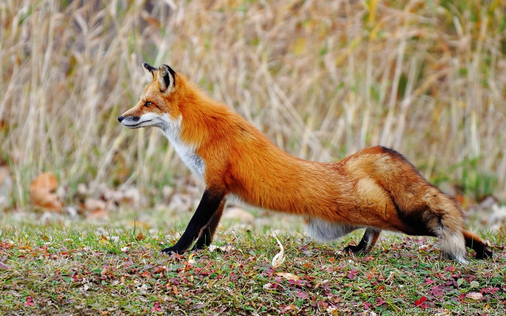 Fox Hunting: For Or Against?