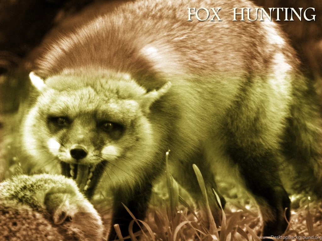 Fox Wallpapers « Animal Spot