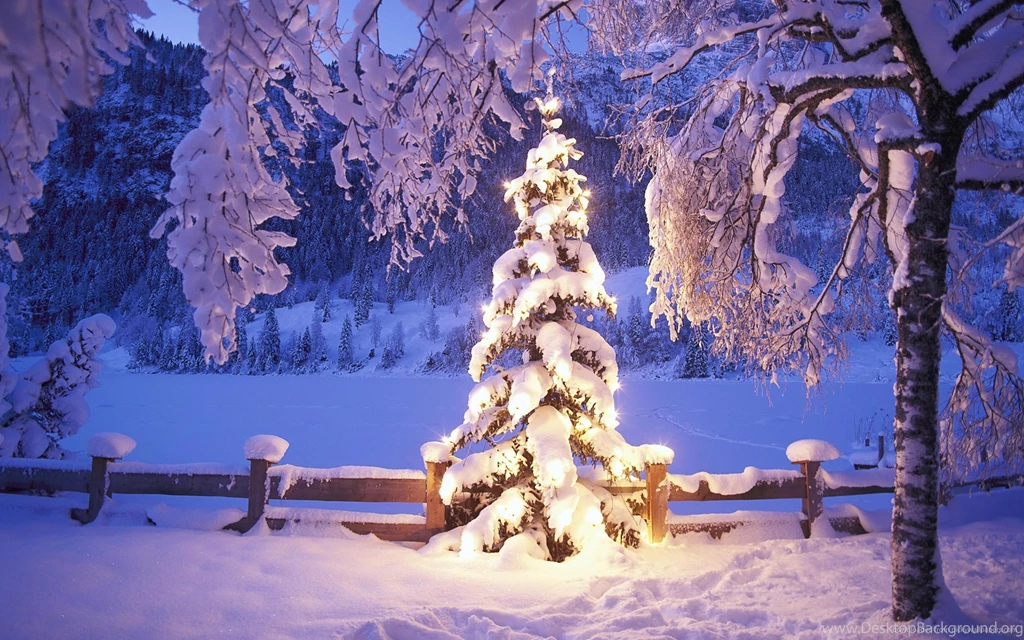 Download 1920x1200 Natural Christmas Tree In Snow Wallpapers