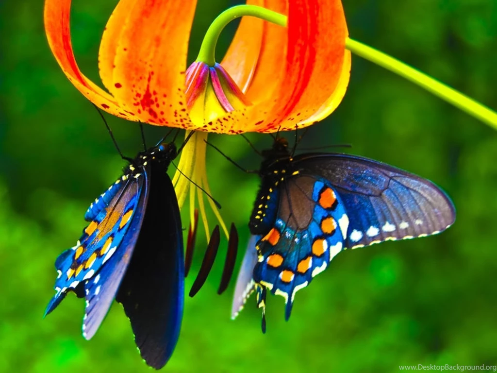 Butterflies Desktop Wallpapers Wallpapers Cave