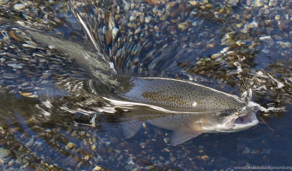 Fly Fishing Trout Hd Desktop Wallpapers For Backgrounds