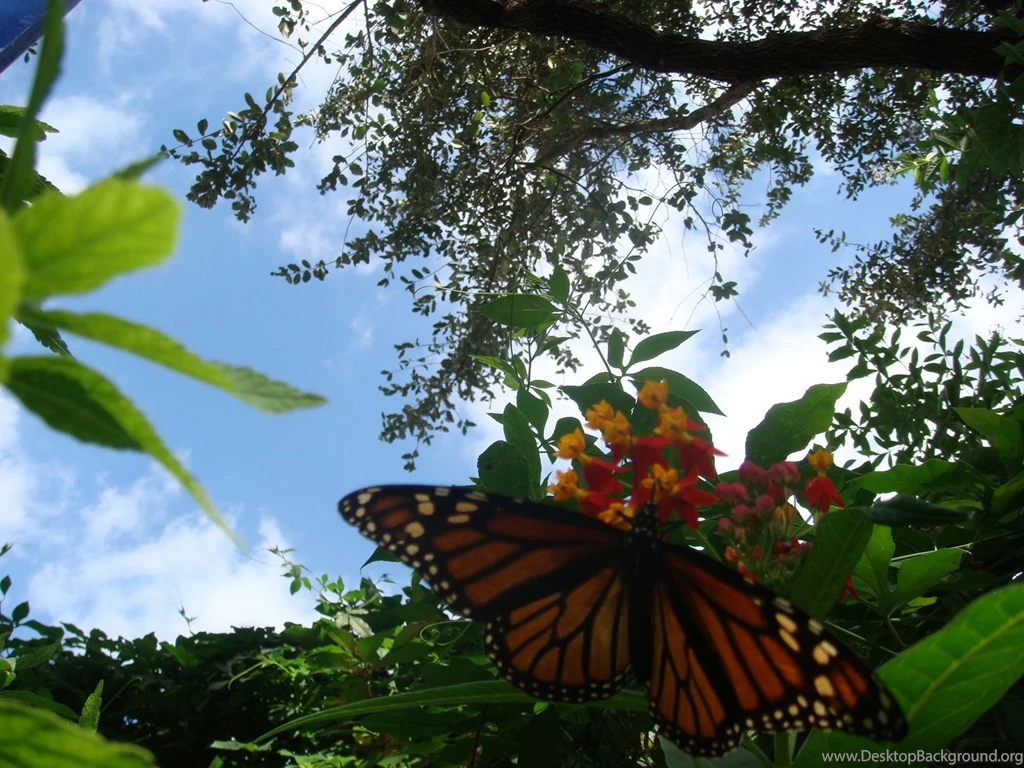 Desk Top Wallpaper, Butterfly Wallpapers