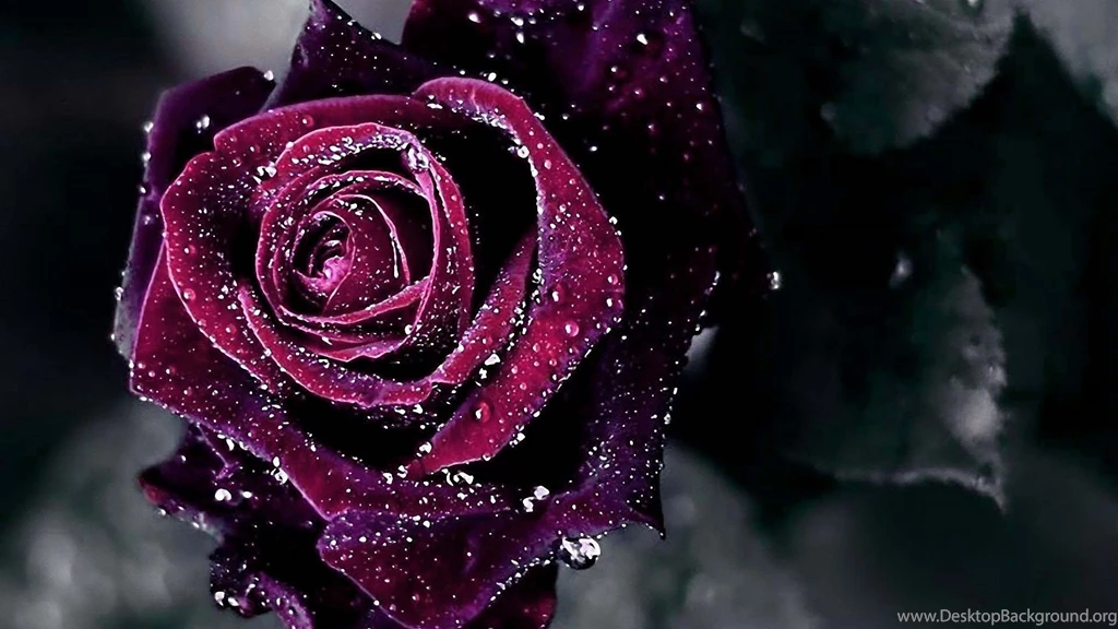 Rose Wallpapers 2 Best Wallpapers Collection