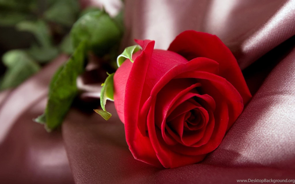 Hd Red Rose Wallpapers Download Free 73344