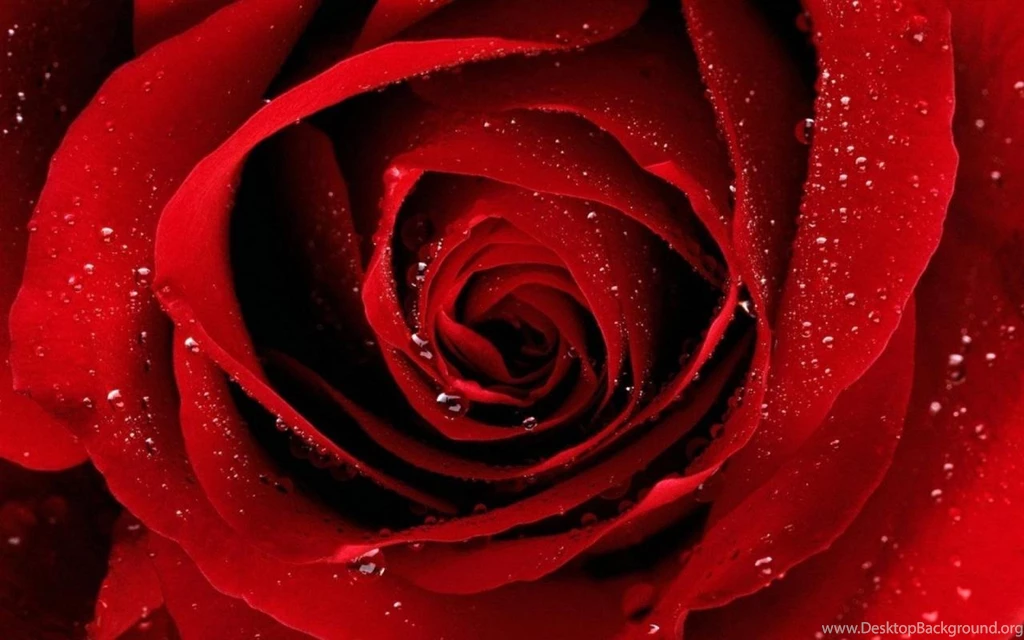 Beautiful Rose Wallpapers Wallpapers Free Beautiful Rose ...