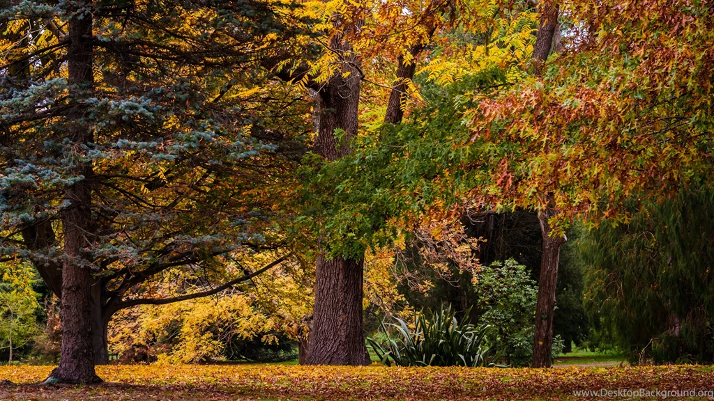Autumn Forest Landscape 4K Ultra HD Desktop Wallpapers