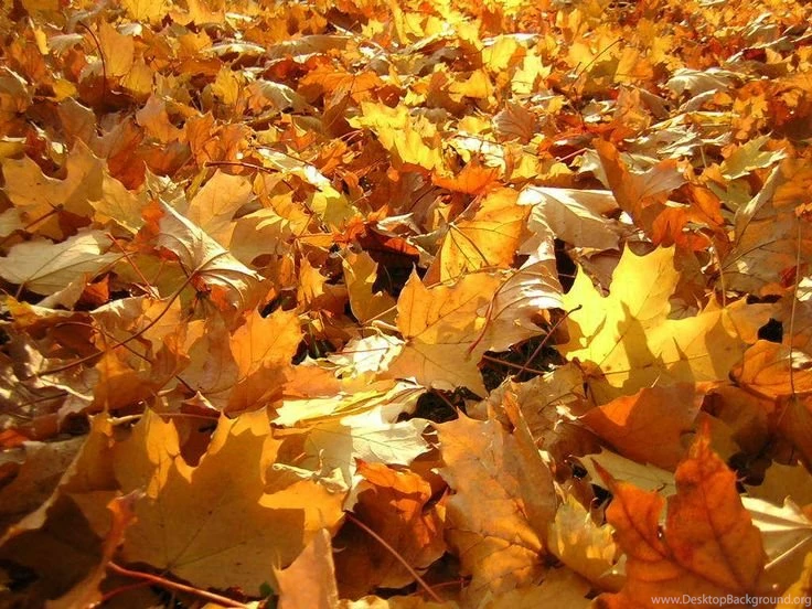 Forever Autumn Nature Desktop Wallpapers HD