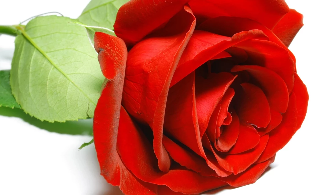 Red Rose Wallpapers High Quality