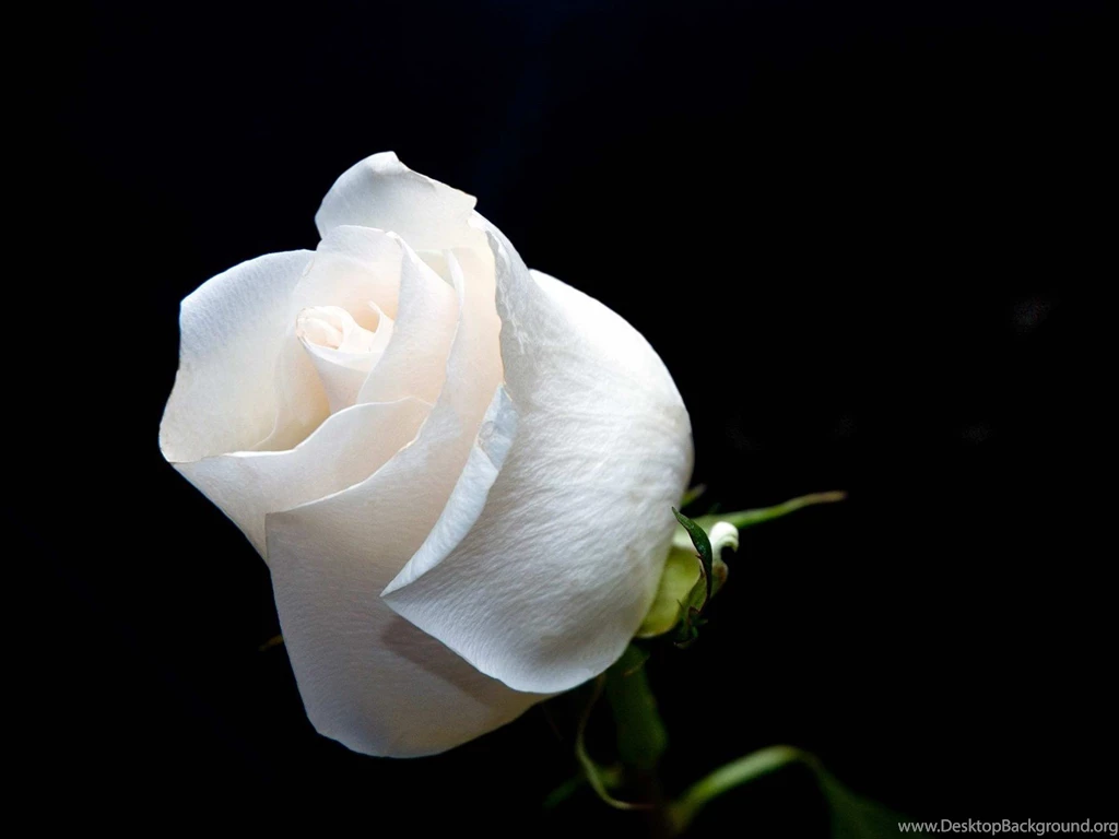 HD White Rose Wallpapers
