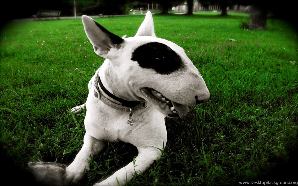 Bull Terrier Hi Resolution Wallpapers