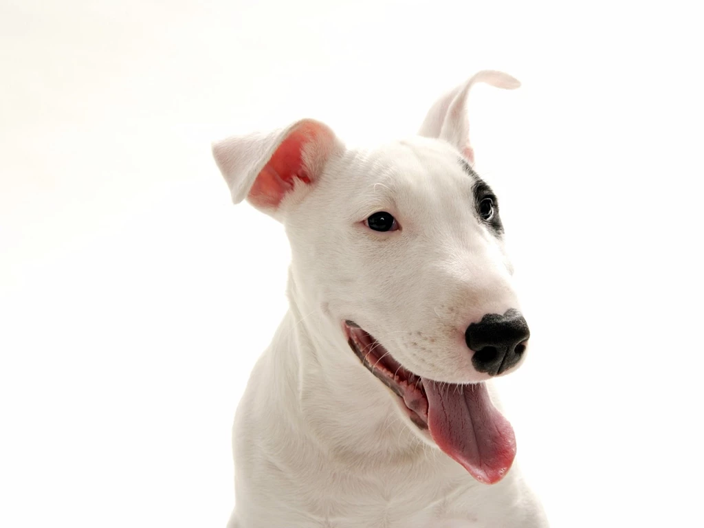 Bull Terrier Dogs Wallpapers (13248699) Fanpop