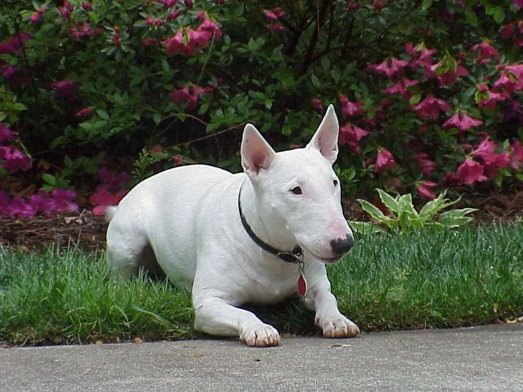 Wallpapers Hp Reggae Dogs Bull Terrier Laying Down 1024x768 ...