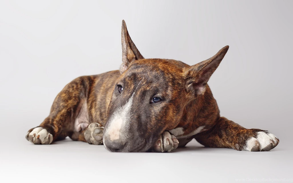 Bull And Terrier Wallpapers HD Download