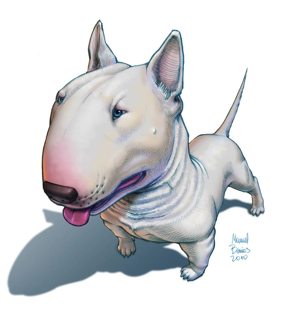 Bull Terrier 16 Wallpapers Collection