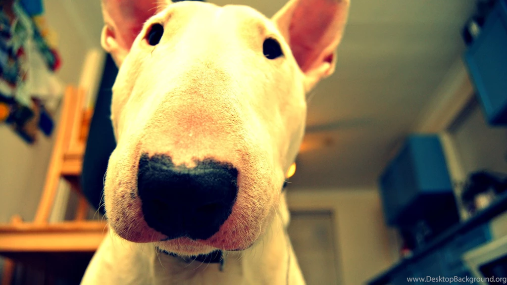 4 Bull Terrier HD Wallpapers