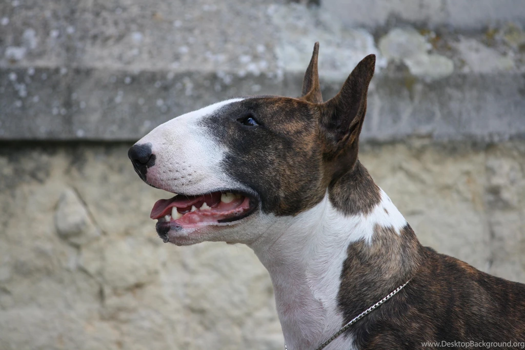 Bull Terrier Mellow (