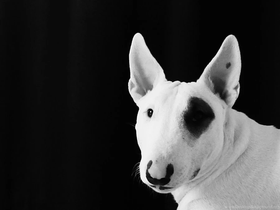 English Bull Terrier By Tamlyn1 On DeviantArt