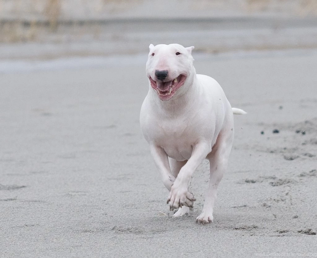 Bull And Terrier On The Beach Photo And Wallpaper. Beautiful Bull ...