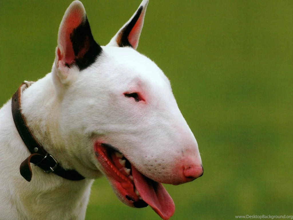 Bull Terrier Dogs Breeds