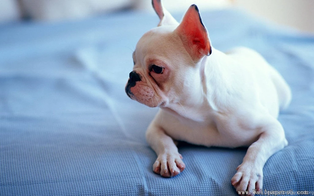 Miniature Bull Terrier - Animal Wallpapers Free Download ...