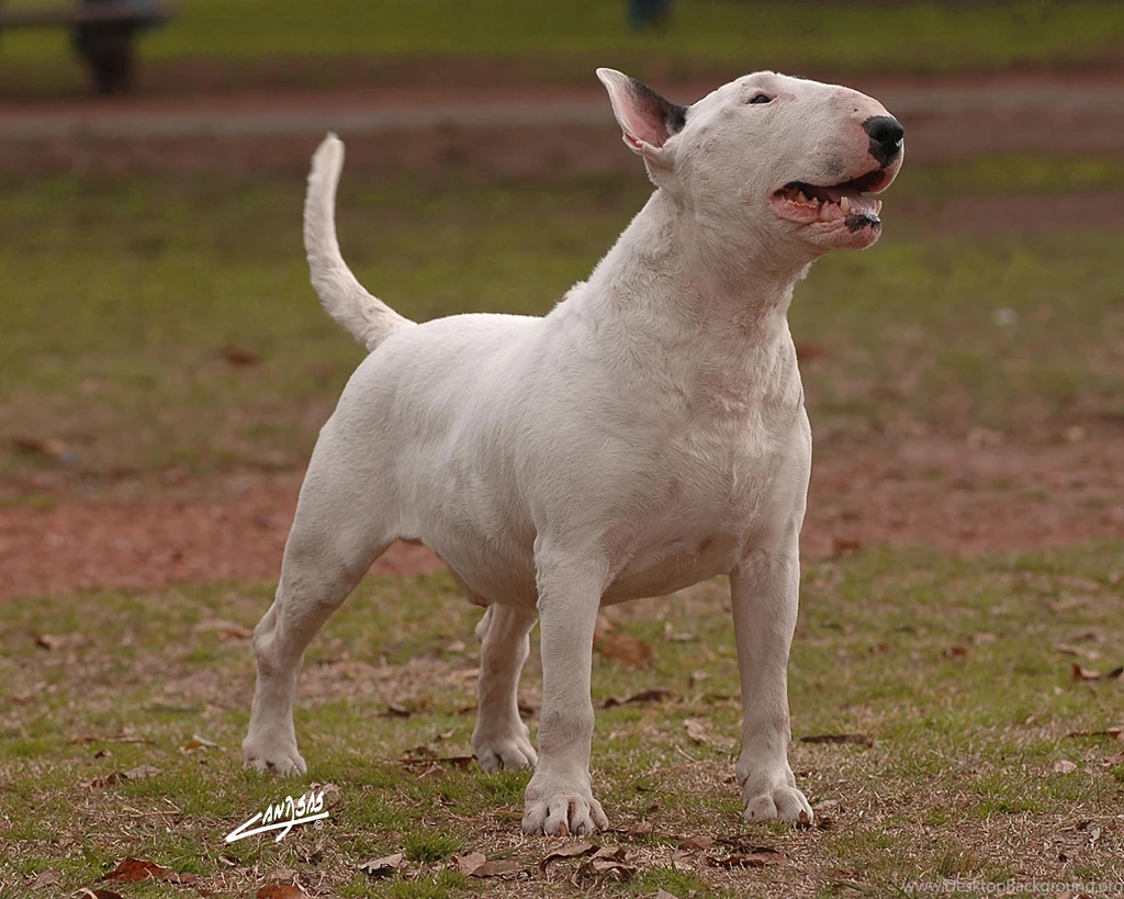 Bull Terrier Wallpapers (2) My Doggy Rocks