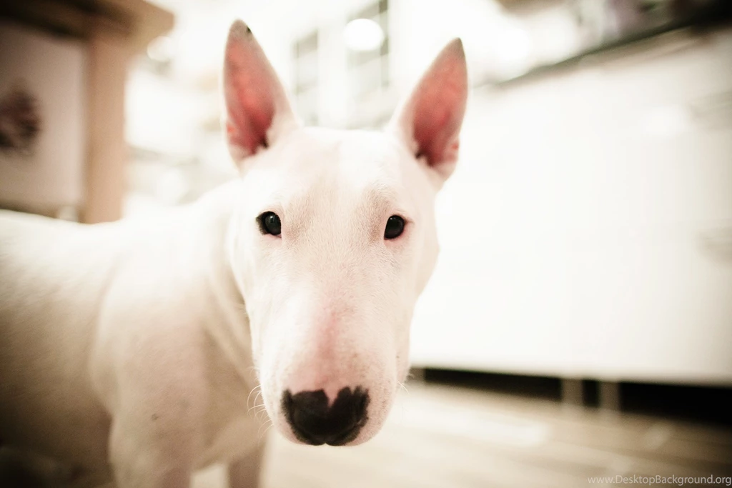 Dog Bull Terrier Bulka White Face HD Wallpapers