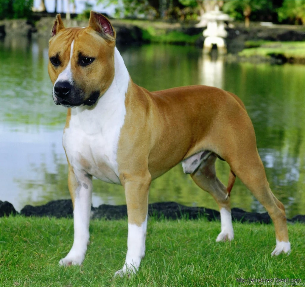 American Pit Bull Terrier Wallpapers – Windows 10 Wallpapers