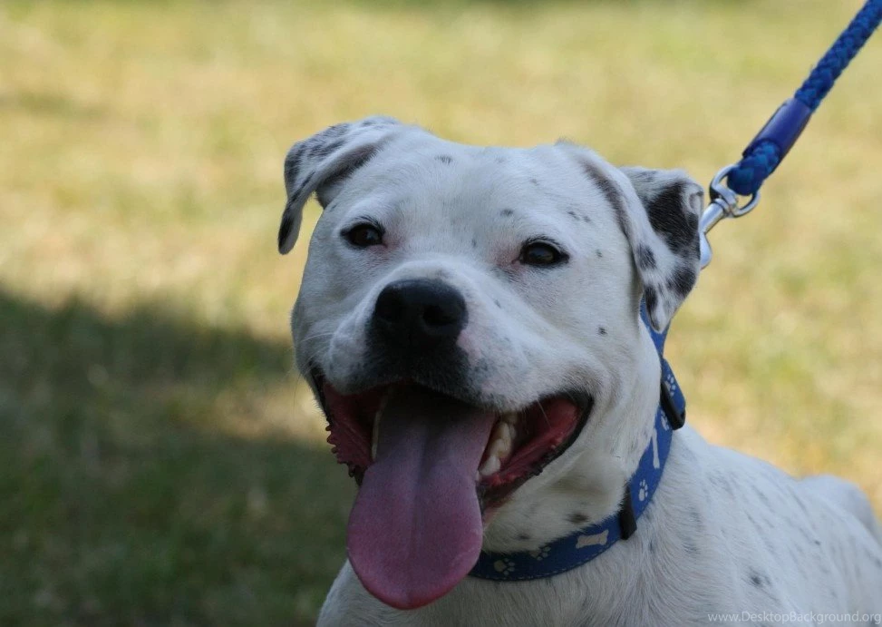Bull Terrier Dogs Pictures On Animal Picture Society