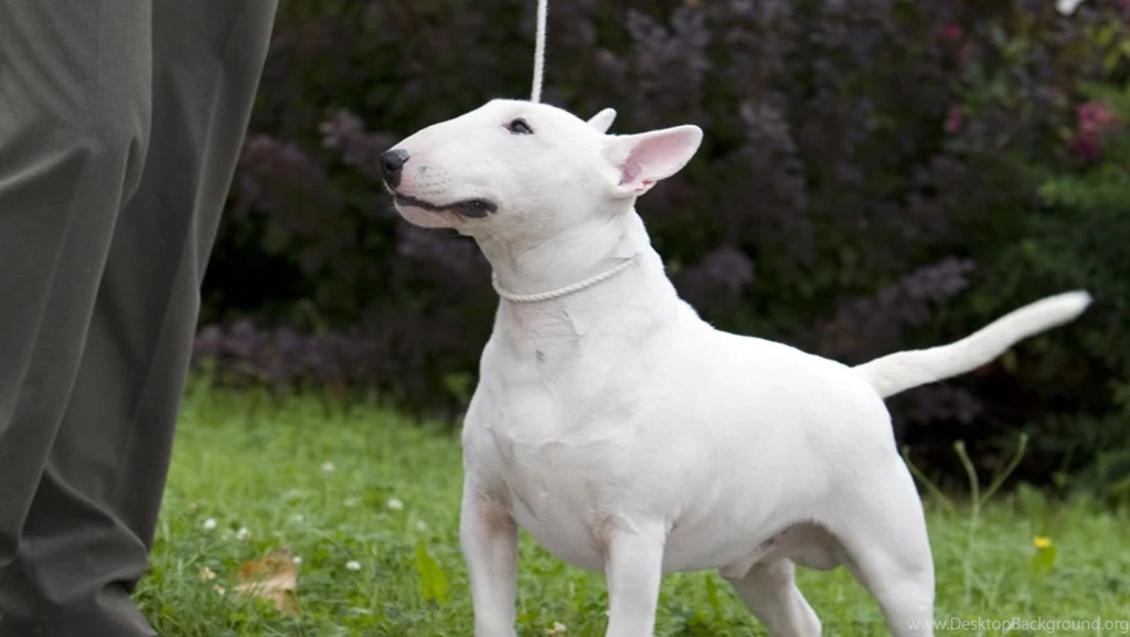 Wallpapers Of The Day: Bull Terrier