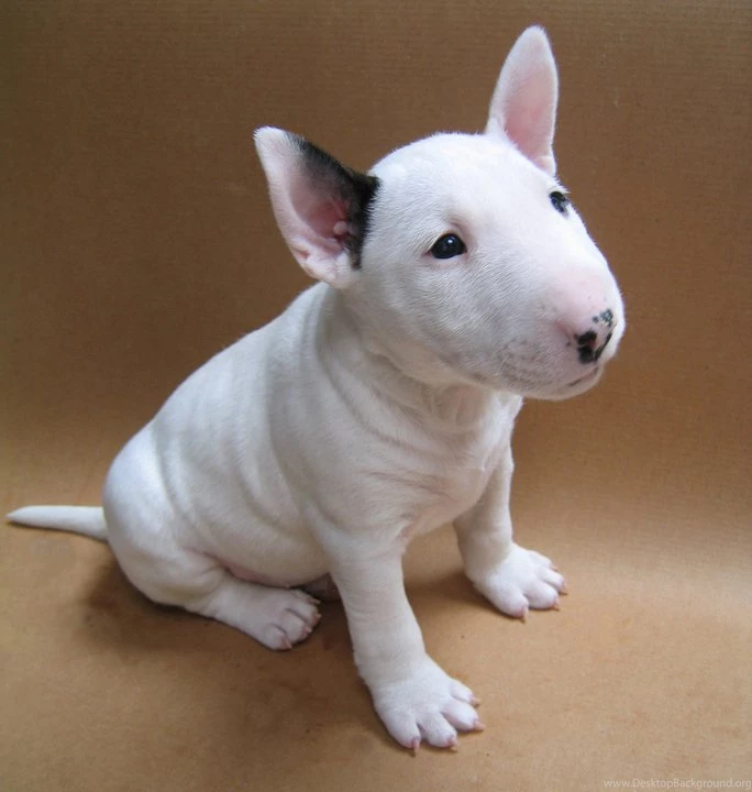 1200x1600 → Staffordshire Bull Terrier Wallpapers