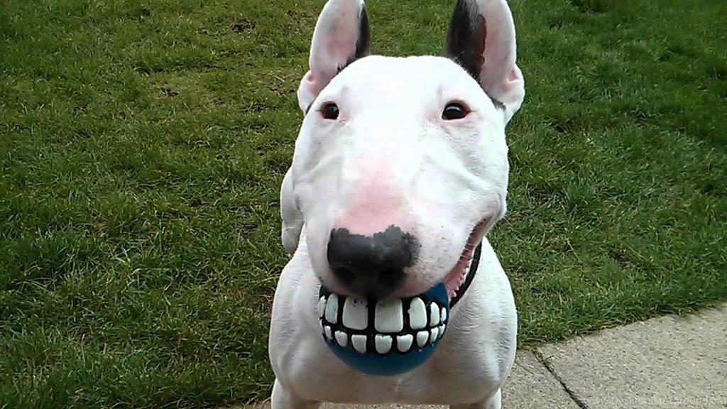 Awesome Bull Terrier HD Wallpapers Free Download
