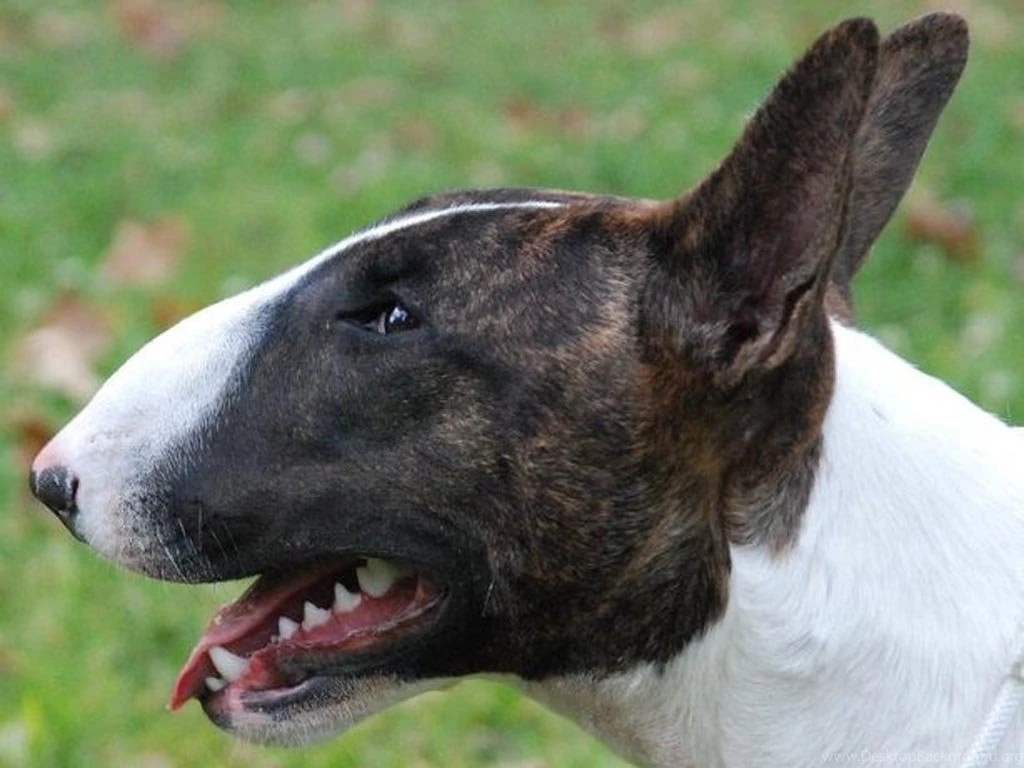 Wallpapers Bull Terrier 1024x768