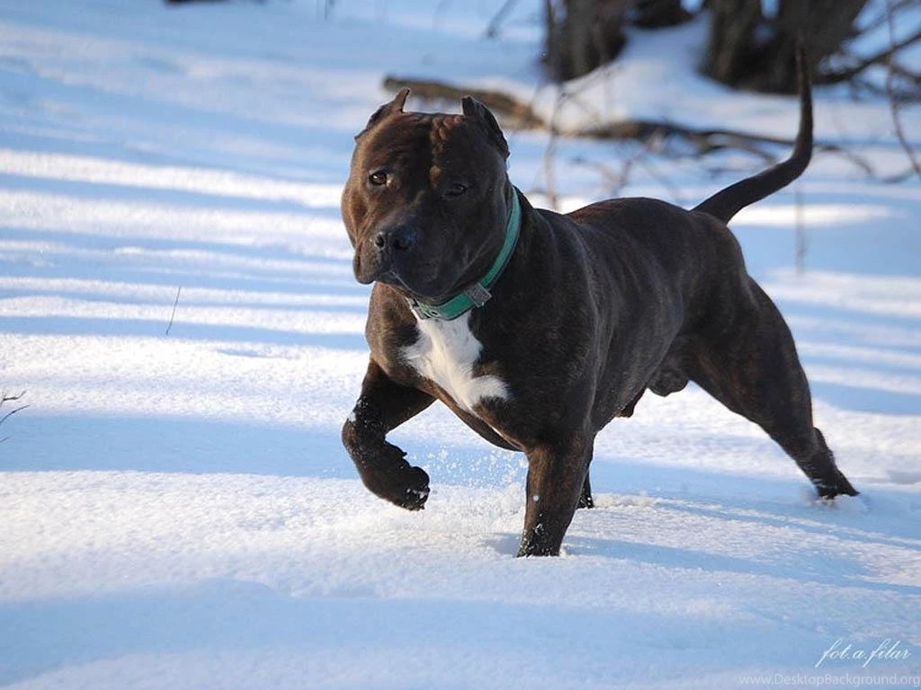 Staffordshire Bull Terrier Wallpapers HD Download