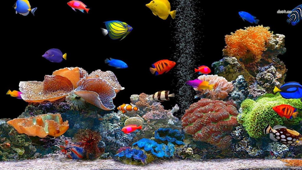 612 Fish HD Wallpapers