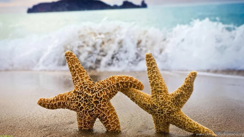 Funny Star Fish Desktop Wallpapers