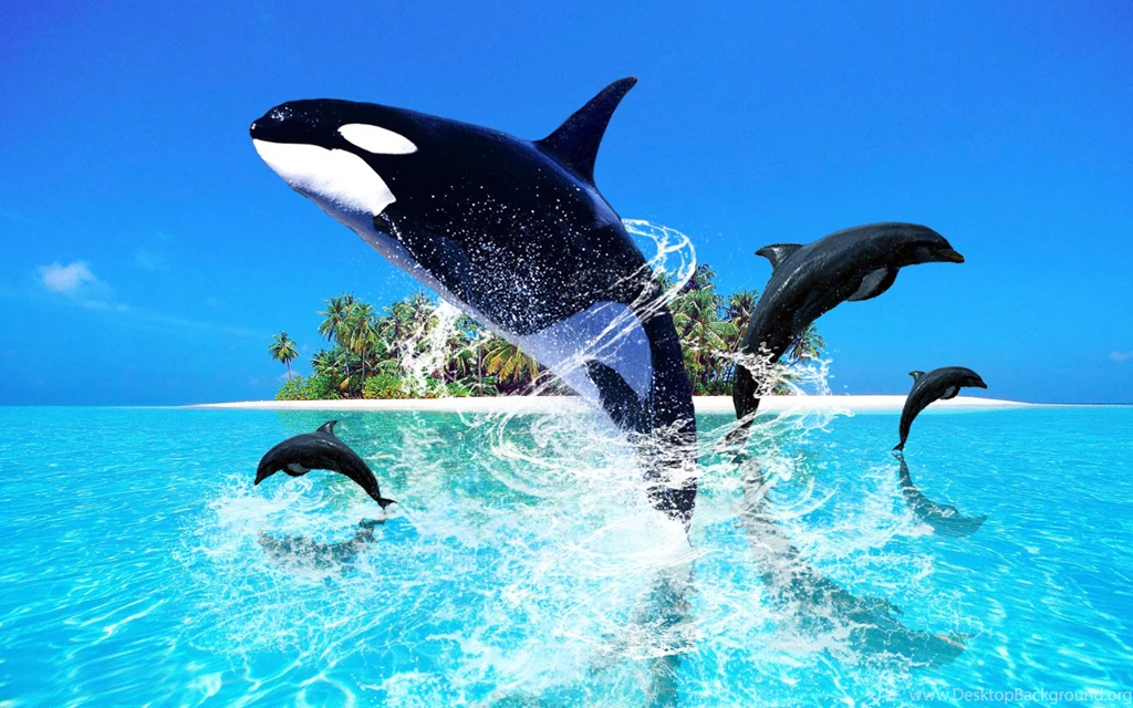Fish Jumping On The Sea Water Hd Pictures