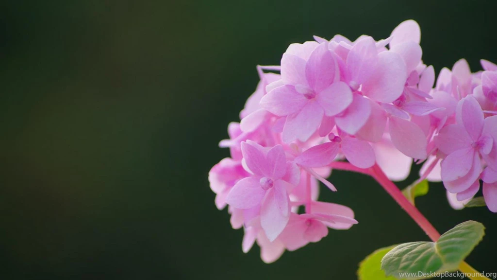 Flower Wallpapers Pink Hortensia In High Resolution