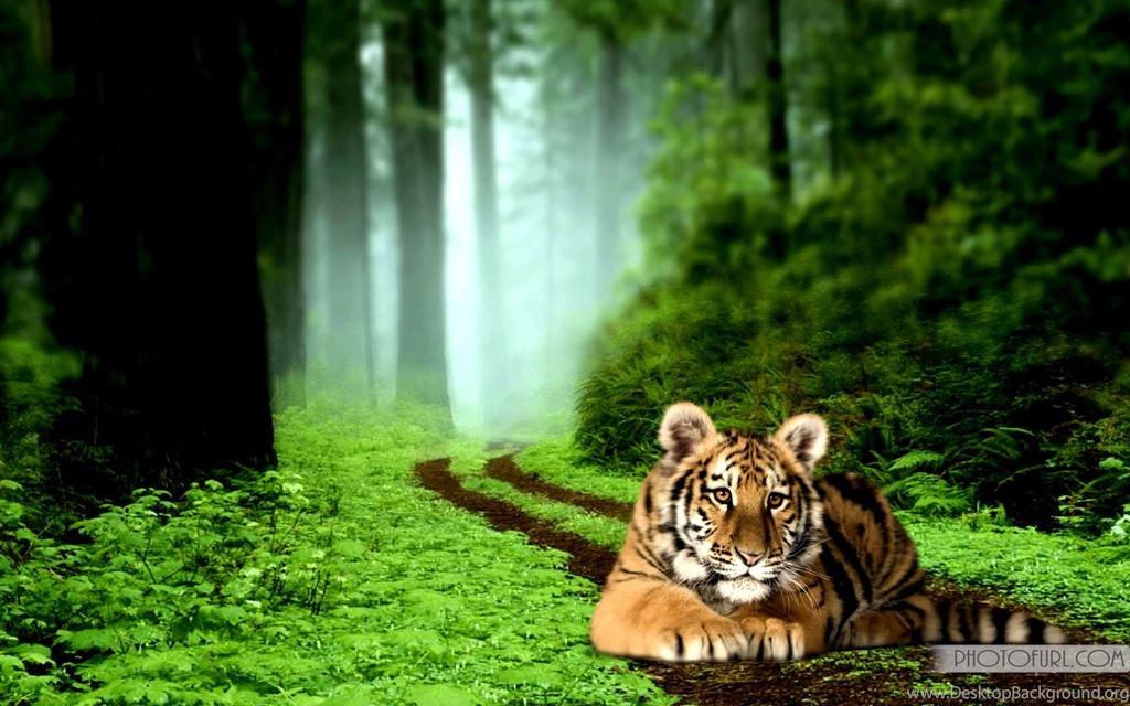 Alfa Img Showing > Tiger Backround