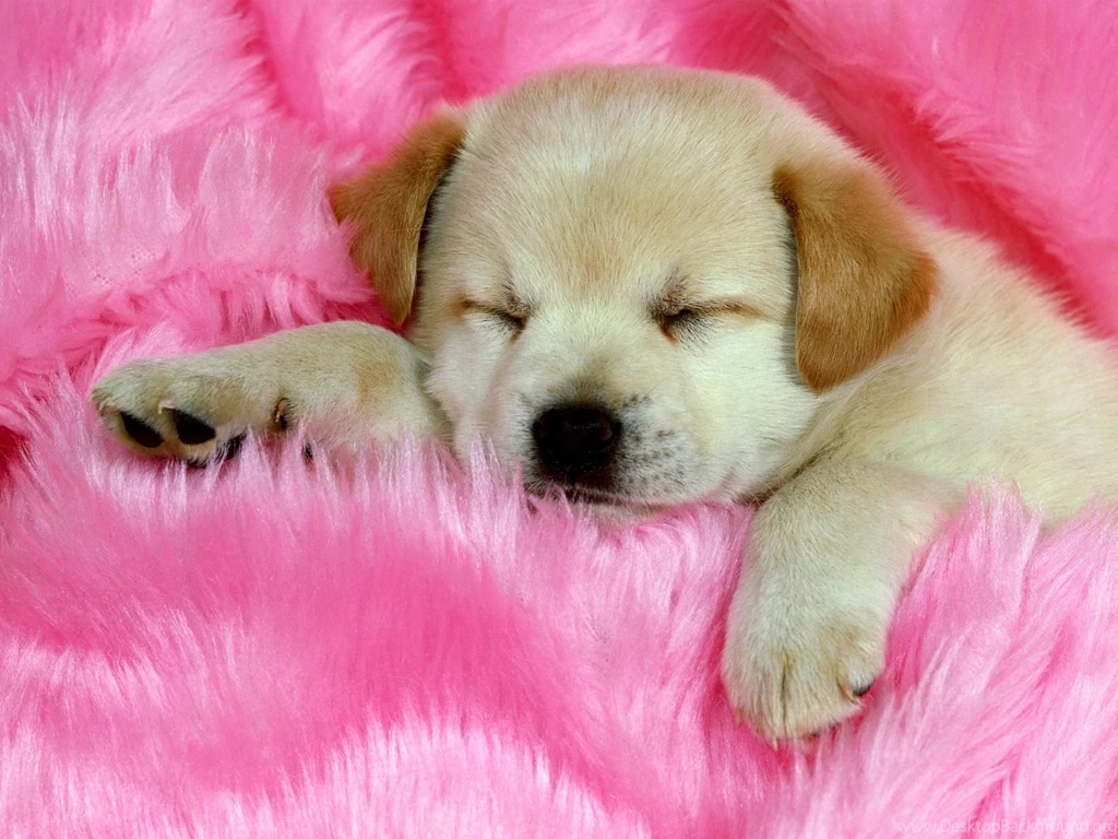 Cute Wallpapers