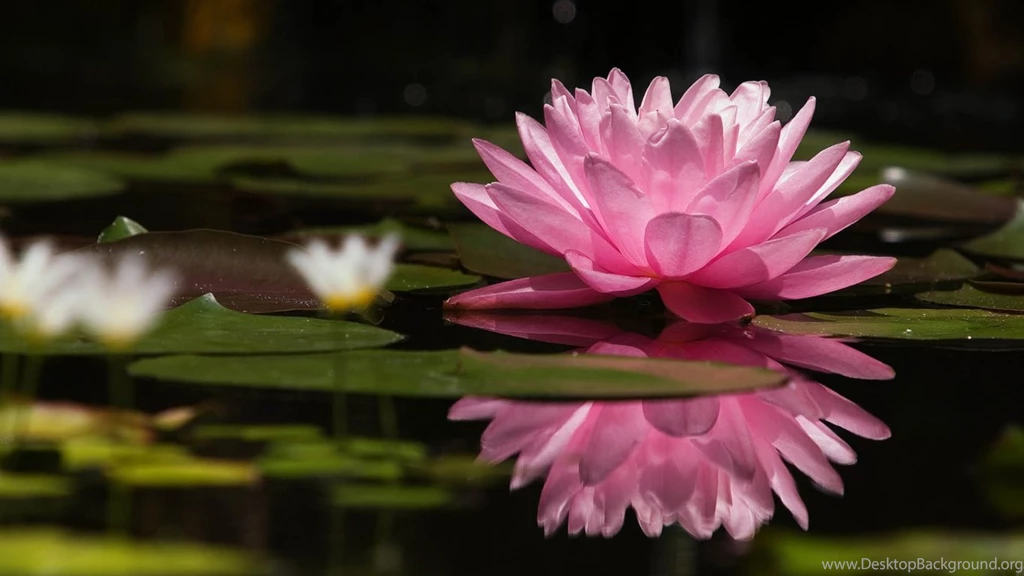 Laptop 1366x768 Lotus Wallpapers HD, Desktop Backgrounds 1366x768
