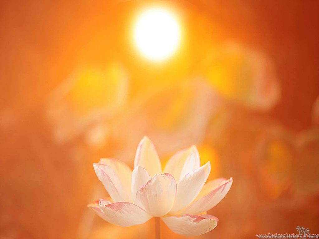 Magical Beauty Of Lotus Flower Wallpapers